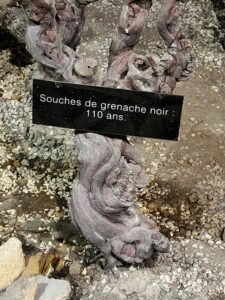 SOUCHE DE VIGNE TERRA VINEA